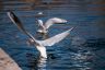 DSC_0108a.jpg